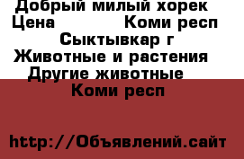 Добрый милый хорек › Цена ­ 3 000 - Коми респ., Сыктывкар г. Животные и растения » Другие животные   . Коми респ.